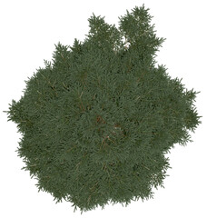 Wall Mural - 3d rendering of  Picea Rubens PNG vegetation tree for compositing or architectural use. No Backround. 