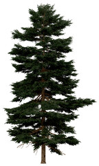 Wall Mural - 3d rendering of  Picea Rubens PNG vegetation tree for compositing or architectural use. No Backround. 