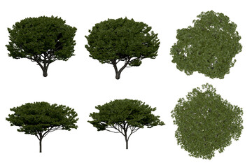Wall Mural - 3d rendering of pinus picea png vegetation tree for compositing or architectural use. no backround.