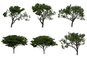 Wall Mural - 3d rendering of pinus picea png vegetation tree for compositing or architectural use. no backround.