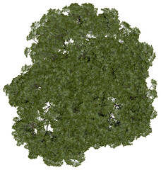 Wall Mural - 3d rendering of  Pinus Picea PNG vegetation tree for compositing or architectural use. No Backround. 