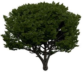 Wall Mural - 3d rendering of  Pinus Picea PNG vegetation tree for compositing or architectural use. No Backround. 