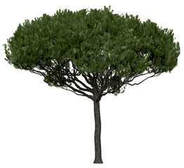 Wall Mural - 3d rendering of  Pinus Picea PNG vegetation tree for compositing or architectural use. No Backround. 