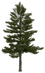 Wall Mural - 3d rendering of  Pinus Strobus PNG vegetation tree for compositing or architectural use. No Backround. 
