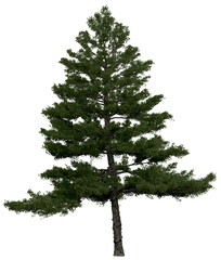 Wall Mural - 3d rendering of pinus strobus png vegetation tree for compositing or architectural use. no backround