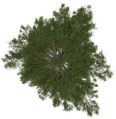 Wall Mural - 3d rendering of  Pinus Strobus PNG vegetation tree for compositing or architectural use. No Backround. 