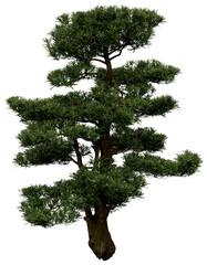 Wall Mural - 3d rendering of  Podocarpus Macrophyllus PNG vegetation tree for compositing or architectural use. No Backround. 