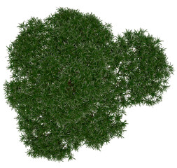Wall Mural - 3d rendering of  Podocarpus Macrophyllus PNG vegetation tree for compositing or architectural use. No Backround. 