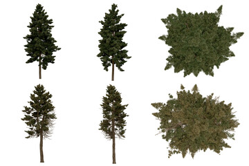 Wall Mural - 3d rendering of  Sciadopitys Verticillata PNG vegetation tree for compositing or architectural use. No Backround. 