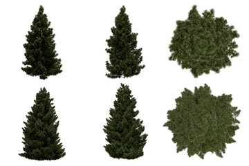 Wall Mural - 3d rendering of sciadopitys verticillata png vegetation tree for compositing or architectural use. n