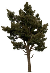 Wall Mural - 3d rendering of  Sciadopitys Verticillata PNG vegetation tree for compositing or architectural use. No Backround. 