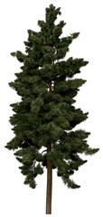 Wall Mural - 3d rendering of  Sciadopitys Verticillata PNG vegetation tree for compositing or architectural use. No Backround. 