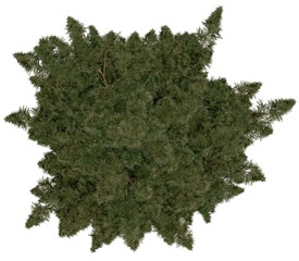 Wall Mural - 3d rendering of  Sciadopitys Verticillata PNG vegetation tree for compositing or architectural use. No Backround. 