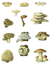 Mushrooms Champignons French Poster Adolphe Millot Vintage Home Decor Vintage Art Botanical Print Illustration Bundle
