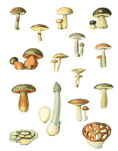 Mushrooms Champignons French Poster Adolphe Millot Vintage Home Decor Vintage Art Botanical Print Illustration Bundle