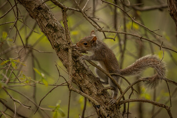 juvenile gray squirrel plays in the tree branches