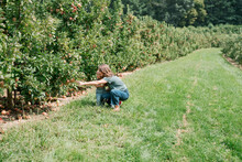 A Mom And Her Toddler Pick Apples From A Tree At An Apple Orchard