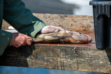 Wall Mural - A fisherman or chef cleans fresh raw Atlantic cod fish on a splitting table. There are white fillets piled up in the background and the man is using a filleting knife on a codfish in the foreground.