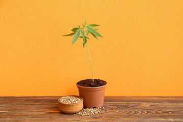 Green hemp in pot on wooden table