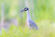 Yellow Crowned Night Heron In The Grass