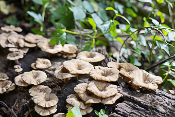 Clumping mushrooms grow on the bark.