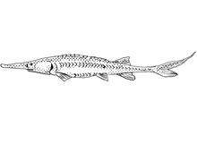 Cartoon Style Line Drawing Of A Pallid Sturgeon Or Scaphirhynchus Albus  A Freshwater Fish Endemic To North America With Halftone Dots Shading On Isolated Background In Black And White.
