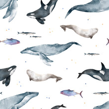 Watercolor Hand Drawn Seamless Pattern With Colorful Illustration Of Marine Mammals Humpback Blue Whale, Orca, Killer Whale, White Whale, Beluga. Sea Animals Isolated On White Background. Wildlife Set
