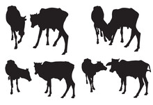 Silhouettes Of Cows