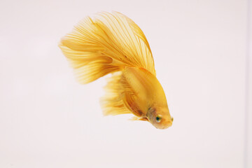 Wall Mural - yellow siamese fighting fish, Betta splendens