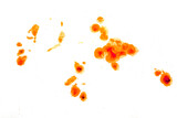 Fototapeta Natura - Greasy oil stains on a white background.
