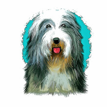 Bearded Collie Dog Breed Watercolor Sketch Hand Drawn Painting Silhouette Sticker Illustration Sublimation EPS Vector Graphic