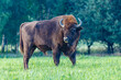Żubr duży młody byk
