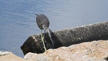 Juvenile Yellow Crowned Night Heron Tries To Balance On Rocks To Attempt To Catch Fish