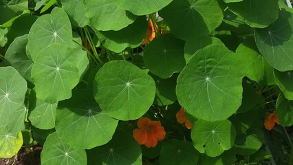 Wall Mural - Top view of the nasturtium with flowers orange color