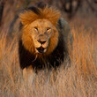 Big male lion with black mane