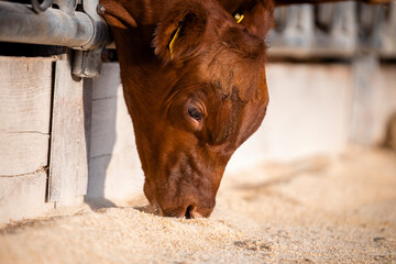 Wall Mural - Calf standing in cowshed and eating protein food from the feedlot.