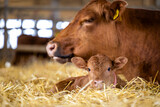 Fototapeta Zwierzęta - Cow and newborn calf lying in straw at cattle farm. Domestic animals husbandry and reproduction.