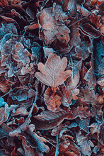 Frozen Leaves On The Ground In Winter Season, Brown Background