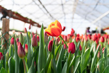 Orange Tulip Flower In Greenhouse