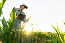 Woman Holding Digital Tablet In Field Examining Maize Plant