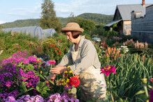 Senior Woman Picking Zinnia Flowers On Sunny Day
