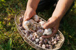 © Westend61 - Hands of farmer holding garlic over basket on sunny day