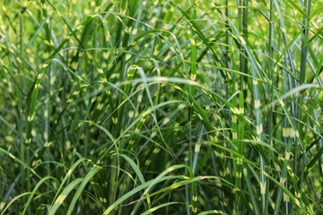 Strictus miscanthus sinensis, zebra grass in garden.