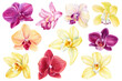 Tropical flowers. Orchid on white background, watercolor illustration, botanical painting