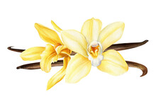 Vanilla Flower, Dried Beans, Orchid Isolated On White Background. Flora Watercolor Illustration. 