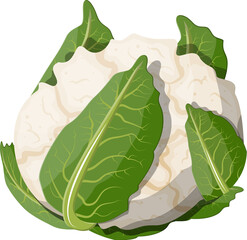 White cauliflower vegetable.