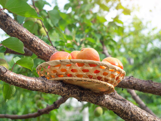 Canvas Print - Summer harvest from the orchard.