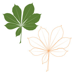 Wall Mural - Set of vector chestnut leaf outline and coloured icon. Simple chestnut leaves illustration for logo. Realistic hand drawn leaves illustration set on white background.