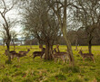 young deer circling a tree in a dublin park, ireland landscape