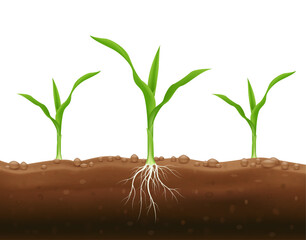 Corn seedlings with underground roots. Maize growth popular grain crop that is used for cooking or processing as animal food. Agriculture concept. Use ad the agricultural industry. Vector EPS10.